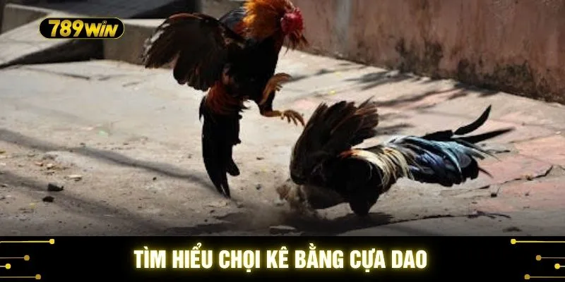 Tìm hiểu chọi kê bằng cựa dao